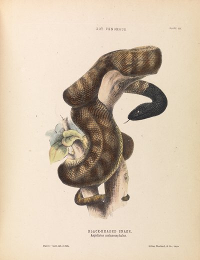 Black-headed Snake, Aspidiotes melanocephalus by Harriet Scott